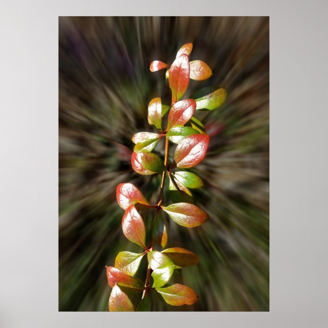 Poster Couleurs sur la perruque (Devant)