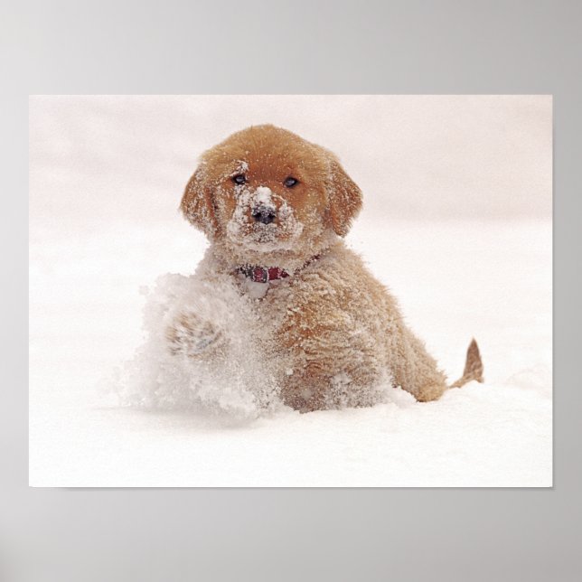 Poster Coupe d'or pour retriever en neige (Devant)