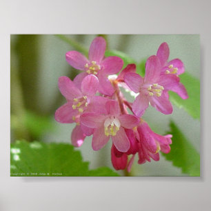 Poster Courant de floraison rouge