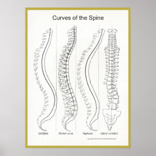 Poster Courbes de la chiropractie d'affiche d'épine