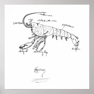 Poster cours 1925 d'anatomie d'écrevisses