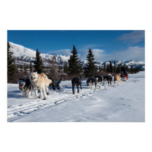 Poster Course de traîneau à chiens Husky de l'Alaska