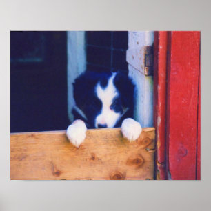 Poster Couteau Bordure Collie Puppy Peinture à l'huile