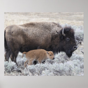 Poster Cow and Calf Bison, Yellowstone