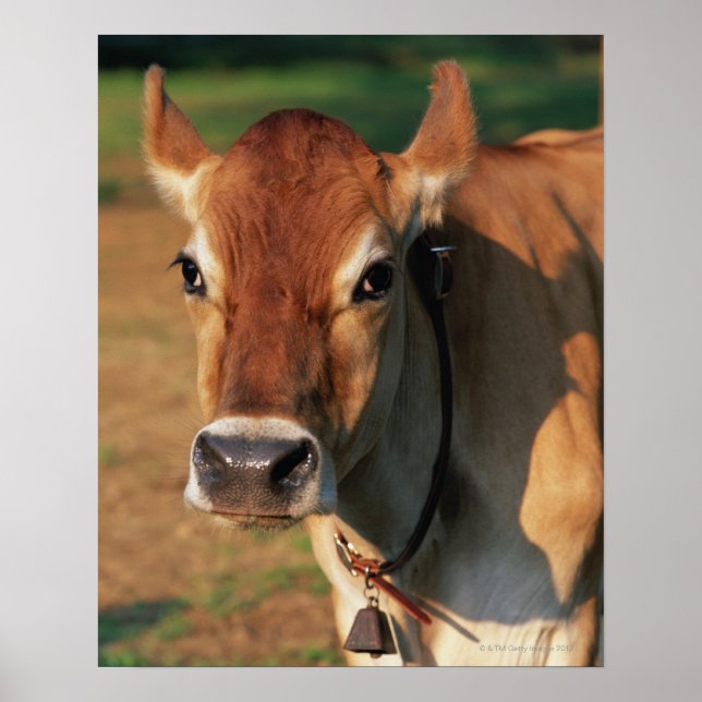 Poster Cow Wearing a Cowbell (Devant)
