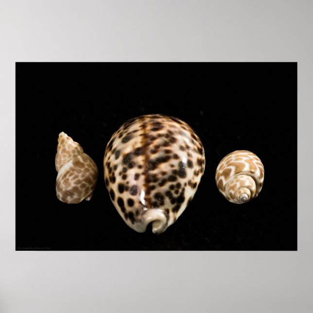 Poster Cowrie Cones 2 (Devant)