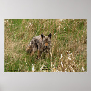 Poster Coyote d'été dans l'herbe longue photo de la faune