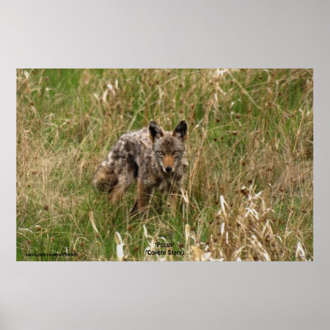 Poster Coyote d'été dans l'herbe longue photo de la faune (Devant)