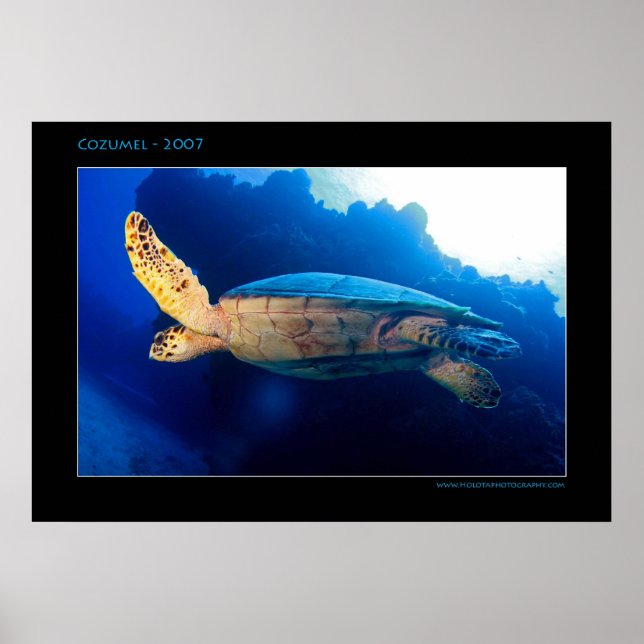 Poster Cozumel - Tortue au soleil (Devant)