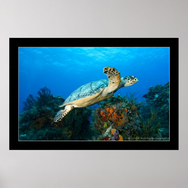 Poster Cozumel - Tortue no 5 - 11-2009 (Devant)