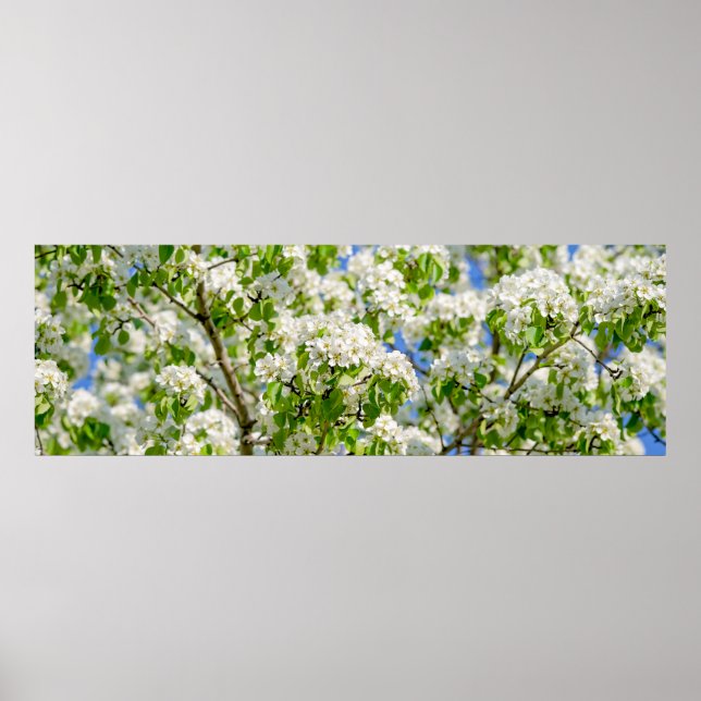 Poster Crab apple blossom (Devant)