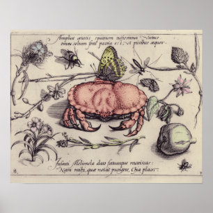 Poster Crab Botanical Insect Flower Illustration