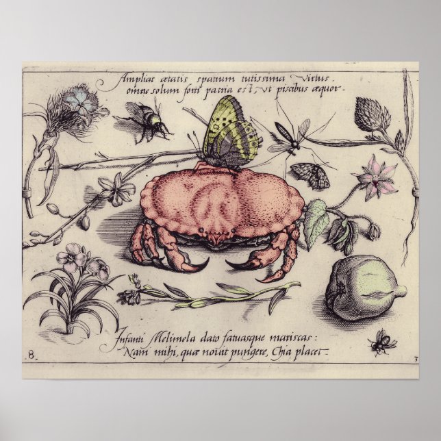 Poster Crab Botanical Insect Flower Illustration (Devant)