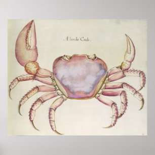 Poster Crabe terrestre