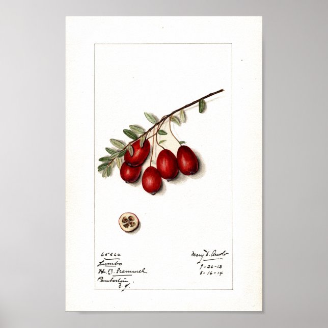 Poster - Cranberries (Devant)