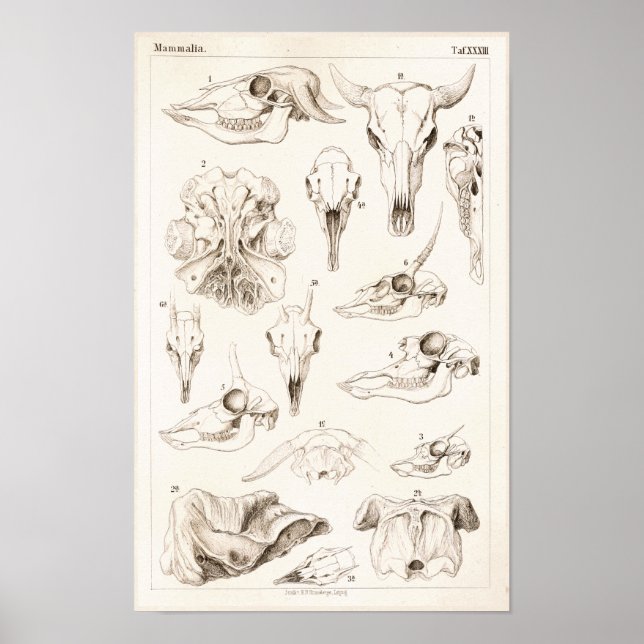 Poster Crânes de mammifères Anatomie du bison vétérinaire (Devant)