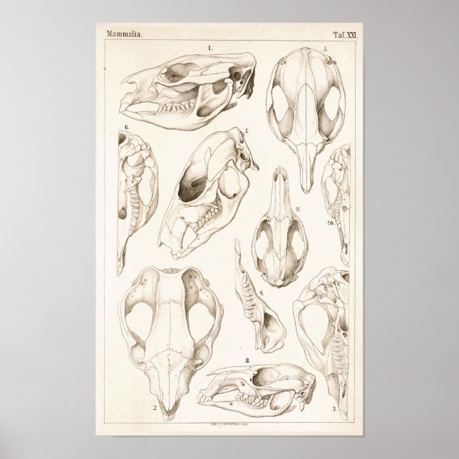 Poster Crânes de mammifères Anatomie vétérinaire Imprimer (Devant)