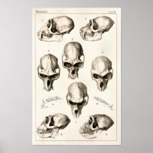 Poster Crânes de singes Anatomie vétérinaire Imprimer