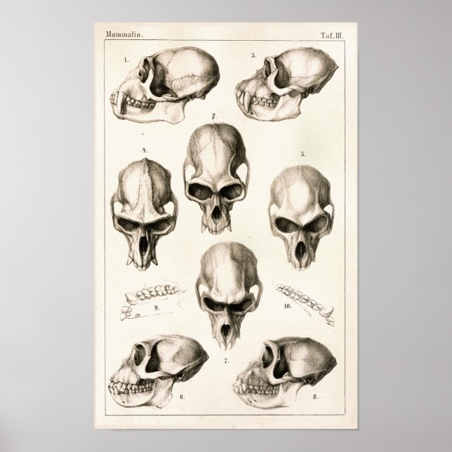 Poster Crânes de singes Anatomie vétérinaire Imprimer (Devant)