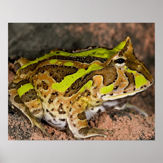 Poster Crapaud cornu brésilien, Ceratophrys cornuta, Nati (Devant)