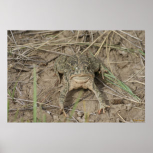 Poster Crapaud des prairies R10