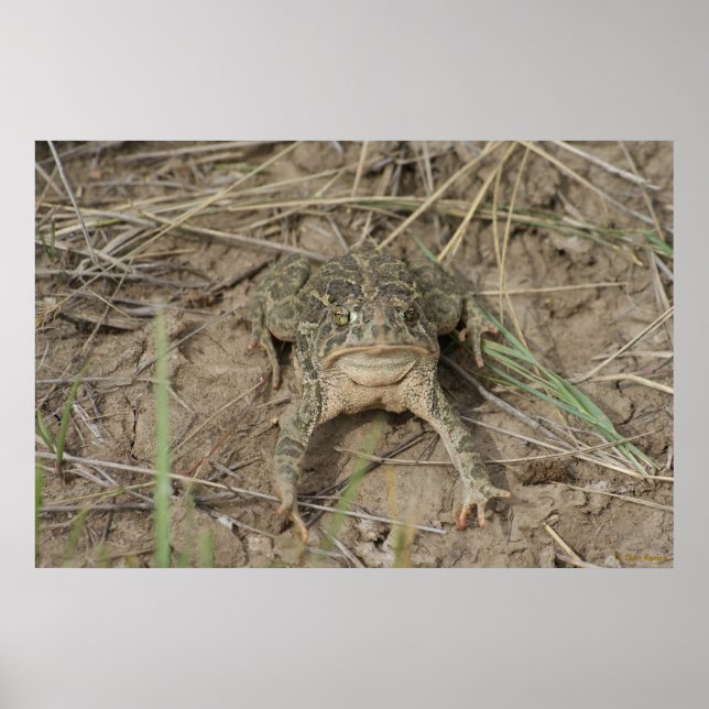 Poster Crapaud des prairies R10 (Devant)