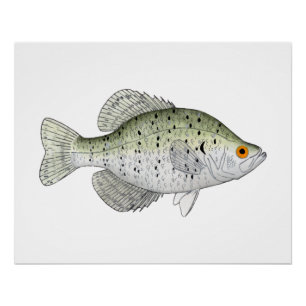 Poster Crappie blanche
