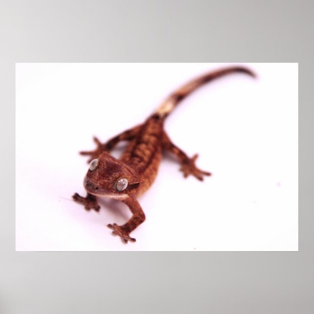 Poster Crested Gecko Marcher sur un angle (Devant)