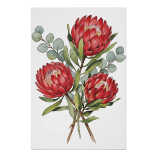 Poster Crimson Protea Bouquet Watercolor