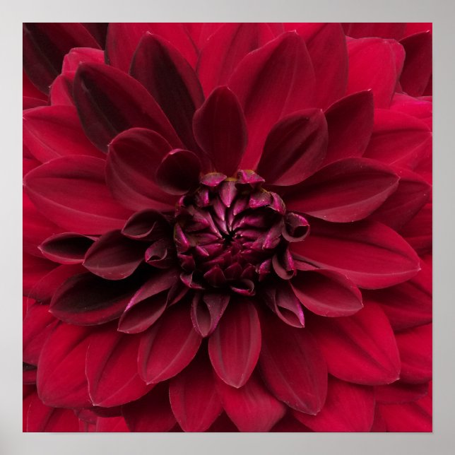 Poster Crimson Red Dahlia Art - Arabian Night Flower (Devant)