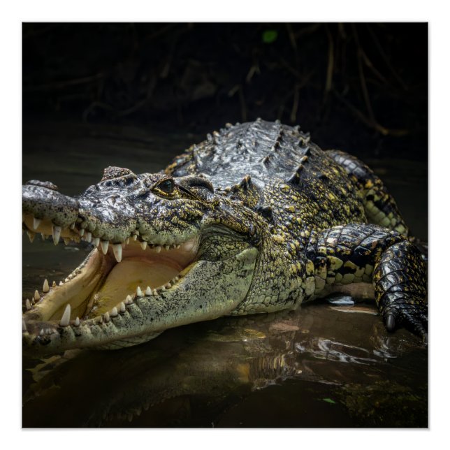 Poster Crocodile (Devant)