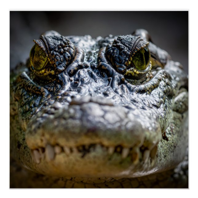 Poster crocodile dans l'eau (Devant)