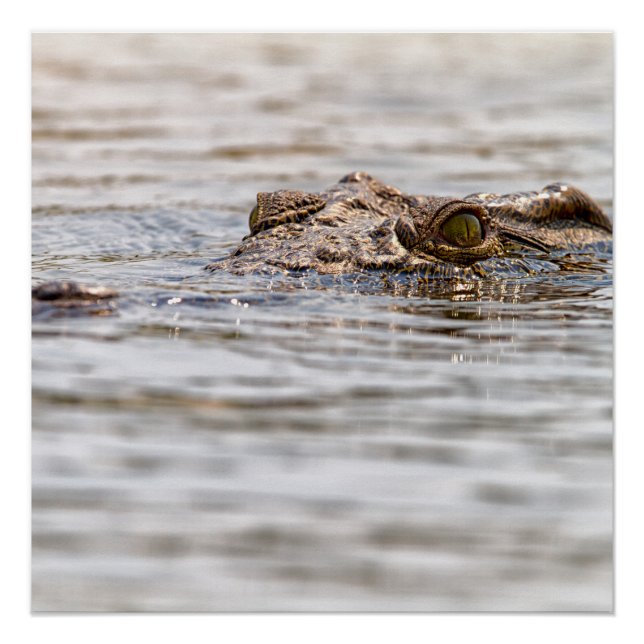 Poster Crocodile du Nil (Devant)