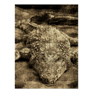 Poster Crocodile Vintage