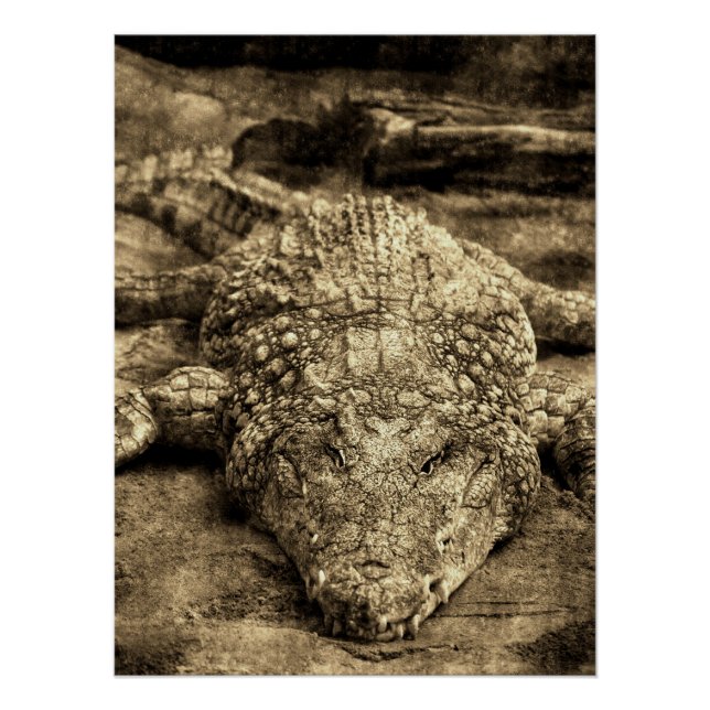 Poster Crocodile Vintage (Devant)