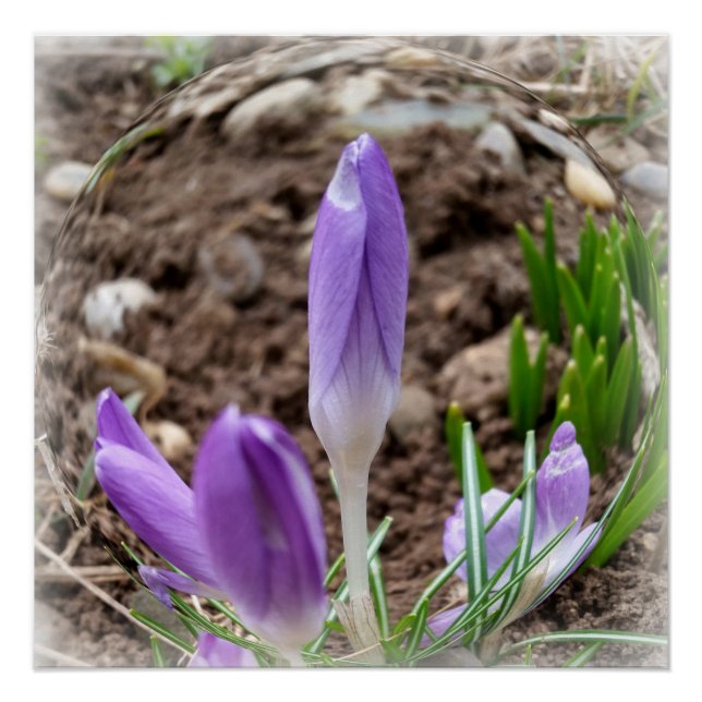 Poster Crocus printaniers (Devant)
