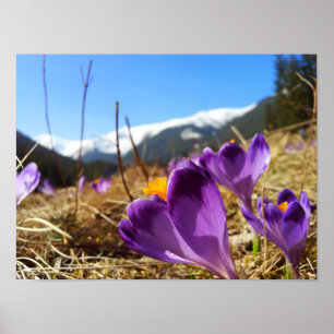 Poster Crocus, Tatras