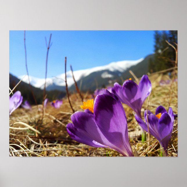 Poster Crocus, Tatras (Devant)