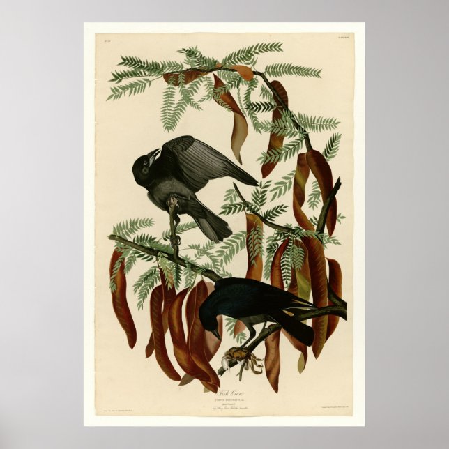 Poster Croisement de poisson (Devant)