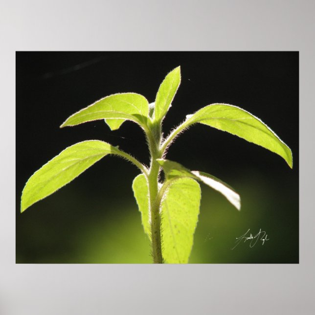 Poster Croissance (Devant)