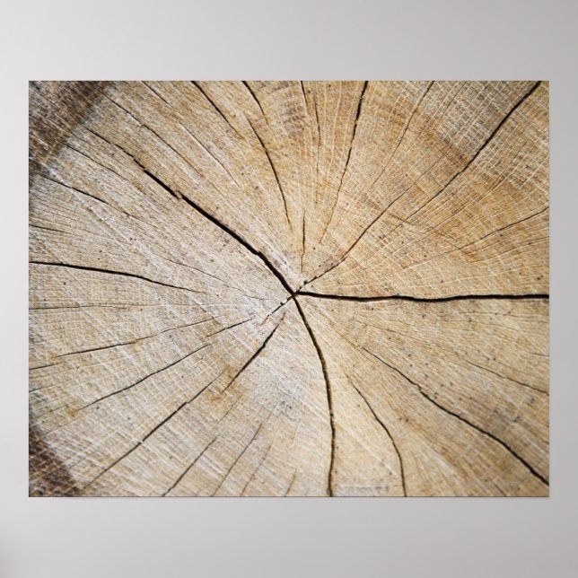 Poster Cross section of tree trunk (Devant)