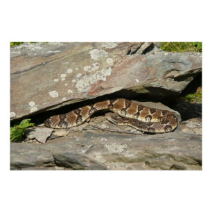 Poster Crotale à Shenandoah National Park