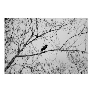 Poster Crow dans un Birch Tree