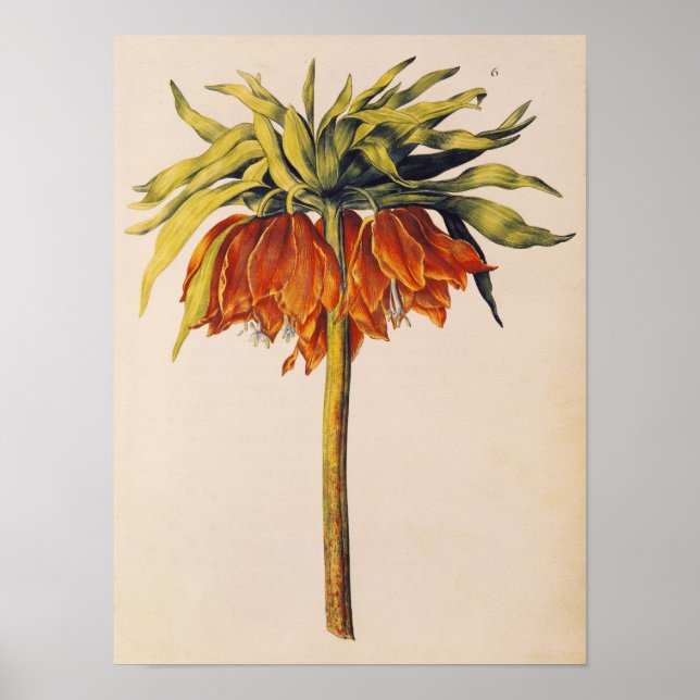 Poster Crown Fritillary, de 'La Guirlande de Julie' (Devant)