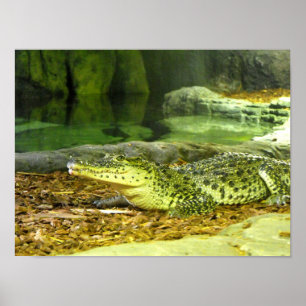 Poster Cuban crocodile