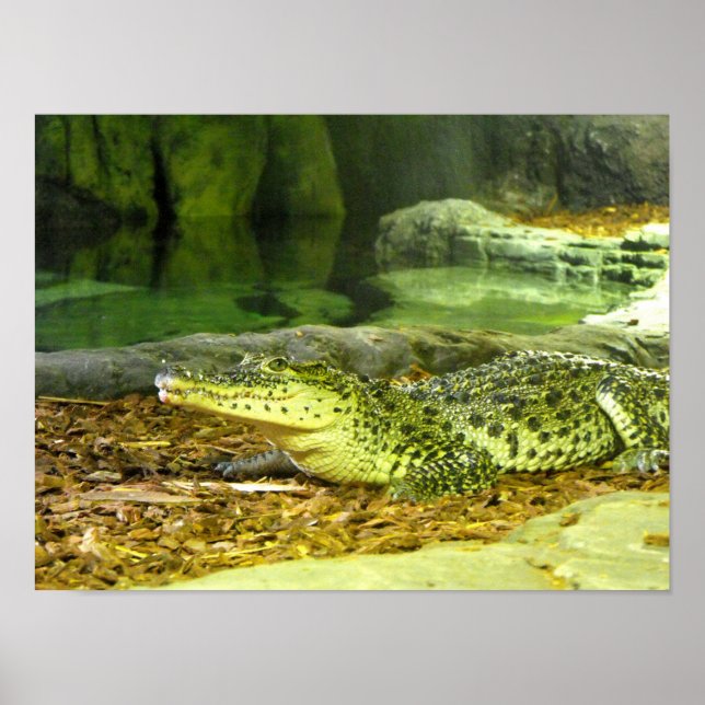 Poster Cuban crocodile (Devant)
