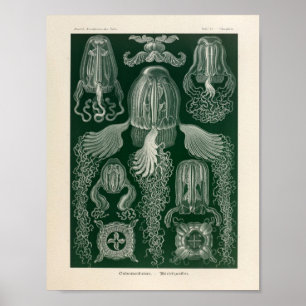 Poster Cubomedusae vintage Couleur Ernst Haeckel Art Impr