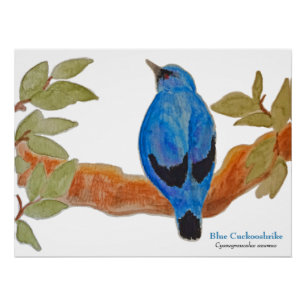 Poster Cuckooshrike bleu sur la branche Aquarelle Bird
