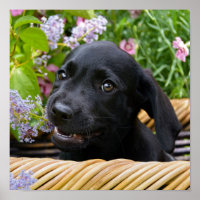 Cuisine Black Labrador Retriever Chien Chiot Chiot