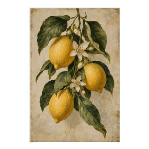 Poster Cuisine méditerranéenne botanique au citron vintag